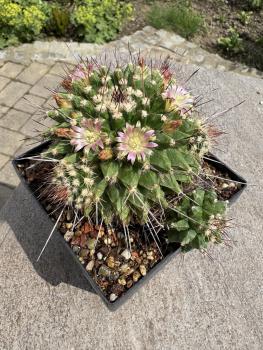 Mammillaria mystax